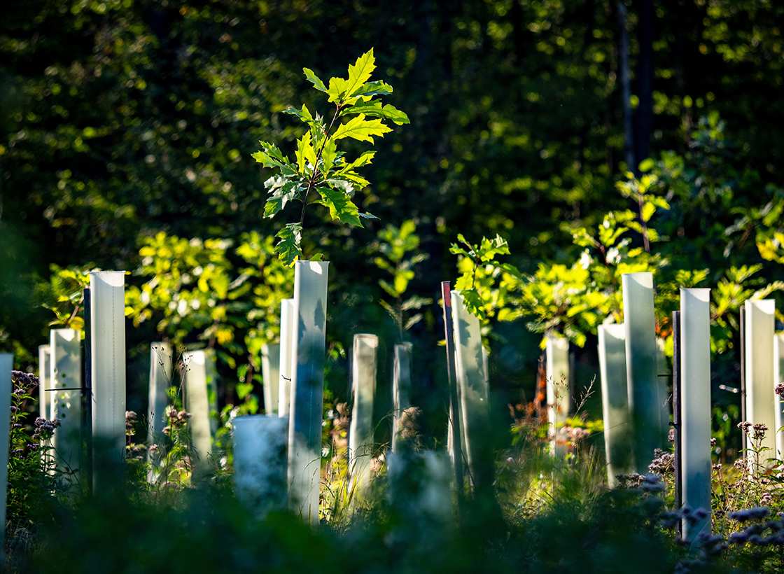 Magazin Beitrag PEFC Aufforstung Web