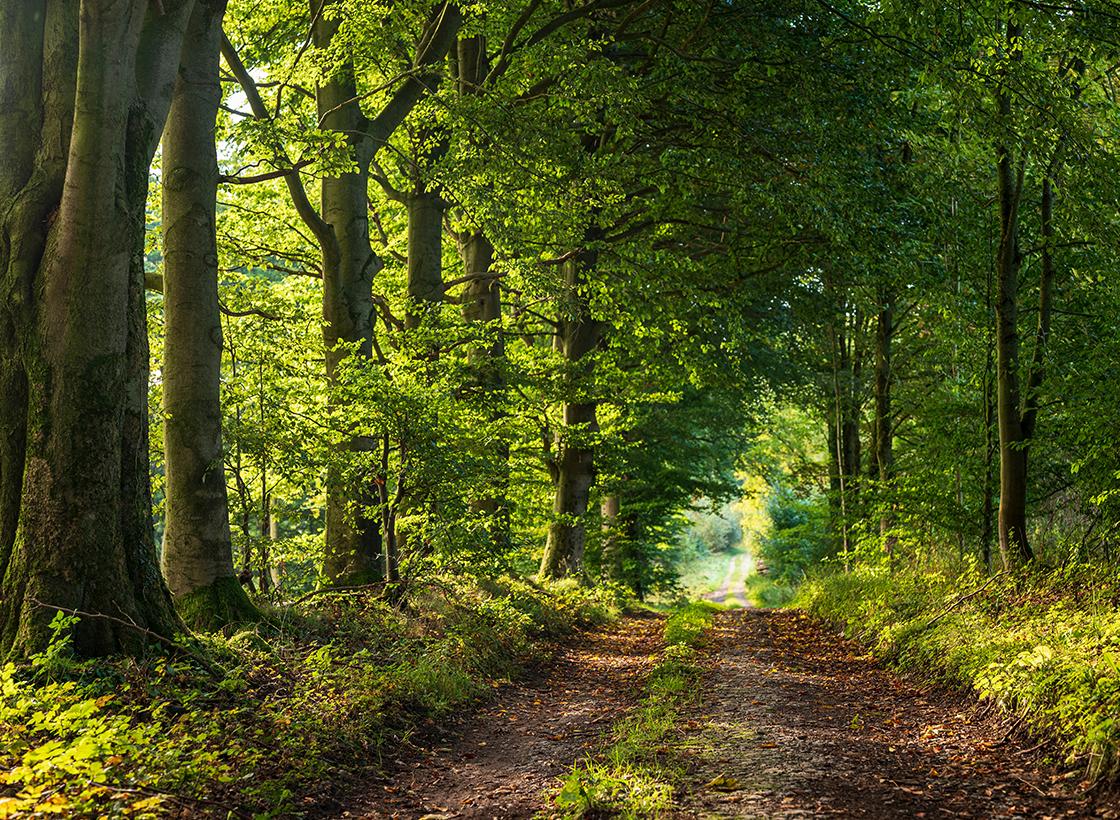 Magazin Beitrag PEFC Waldweg Web